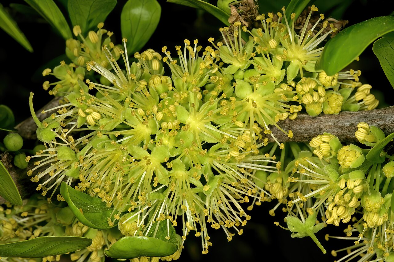 Dovyalis afra: Dovyalis afra , male flowers; Pretoria National Botanical Garden, Pretoria, Gauteng, South Africa
