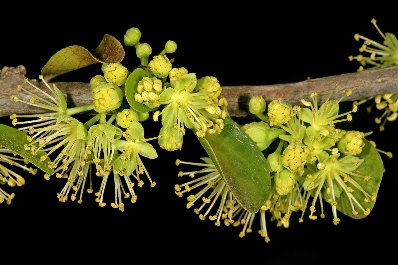 Dovyalis afra: Dovyalis afra , male flowers; Pretoria National Botanical Garden, Pretoria, Gauteng, South Africa