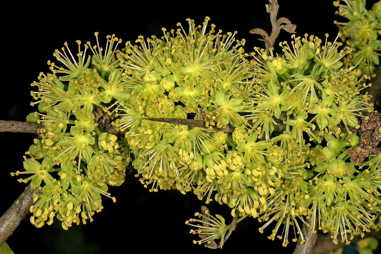 Dovyalis afra: Dovyalis afra , male flowers; Pretoria National Botanical Garden, Pretoria, Gauteng, South Africa