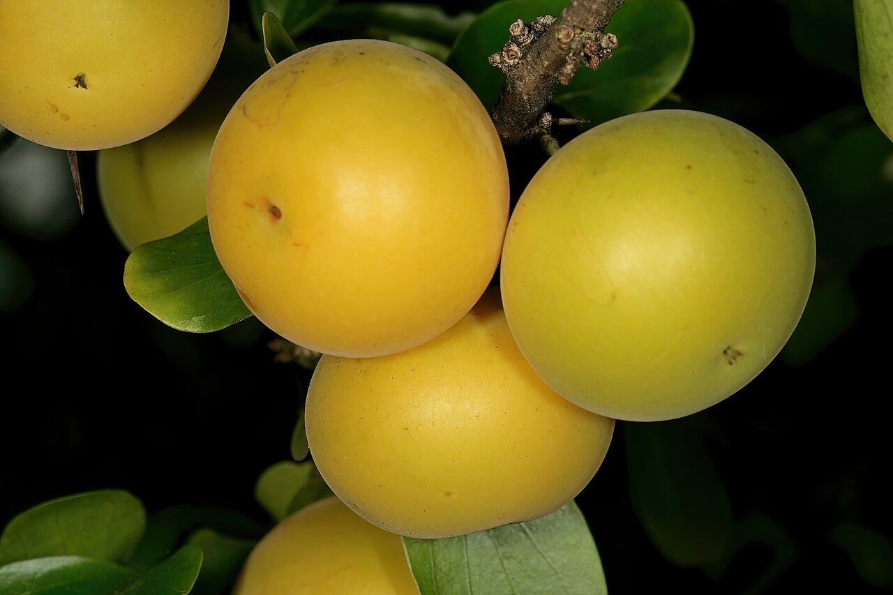 Dovyalis afra: Dovyalis afra , fruit; garden of KZN Herbarium, Durban, KwaZulu-Natal, South Africa