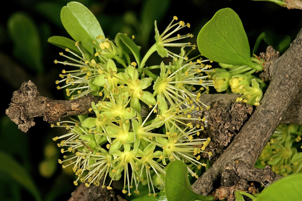 Dovyalis afra: Dovyalis afra , male flowers; Pretoria National Botanical Garden, Pretoria, Gauteng, South Africa