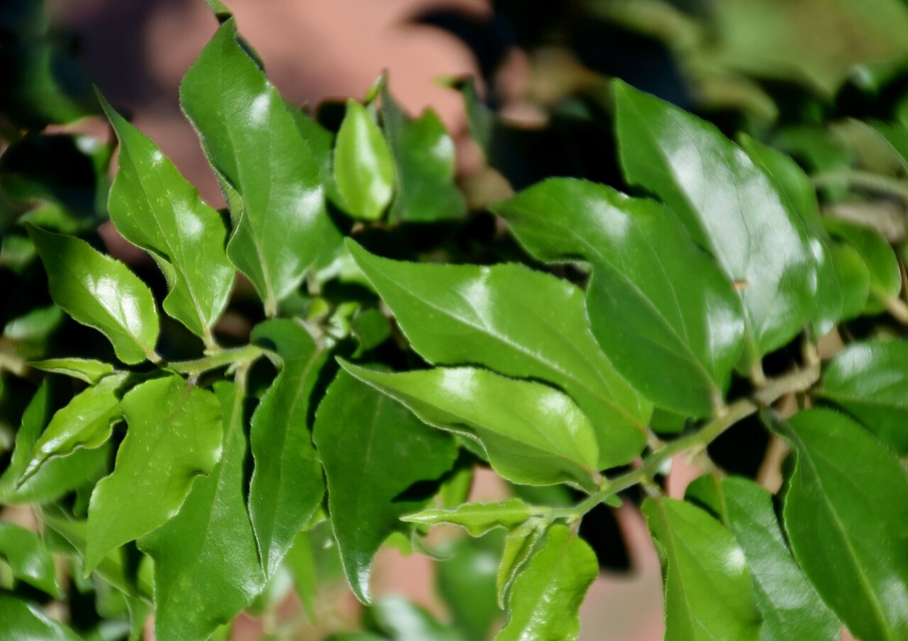 Ceylon gooseberry: Dovyalis hebecarpa in Jardin des Plantes de Toulouse