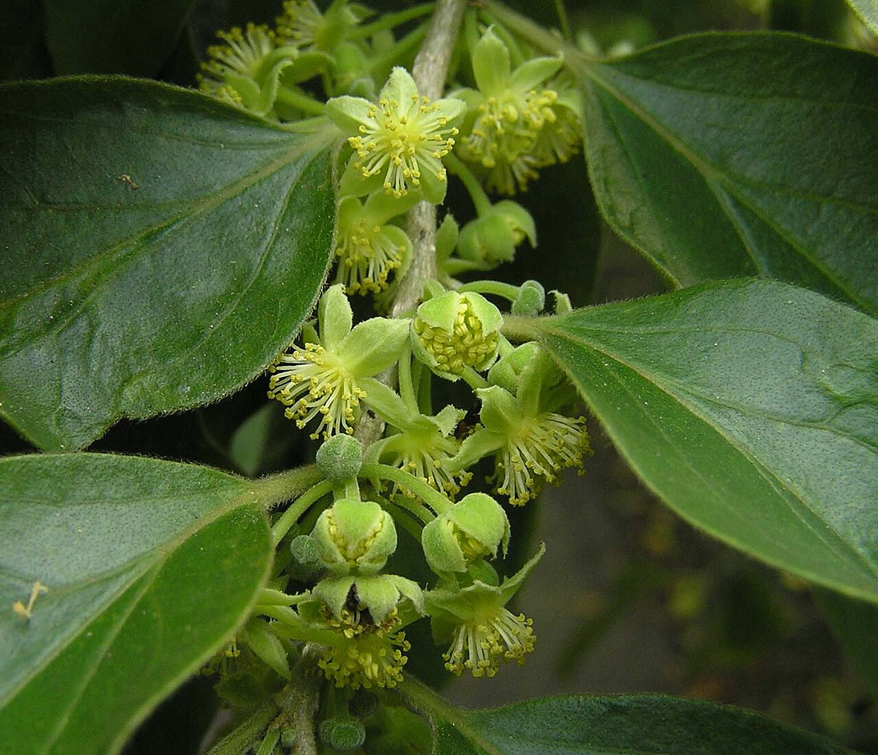 Ceylon gooseberry: Ceylon gooseberry
