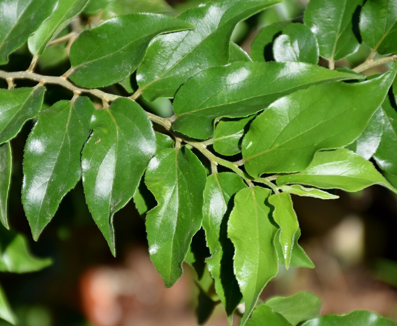 Ceylon gooseberry: Dovyalis hebecarpa in Jardin des Plantes de Toulouse