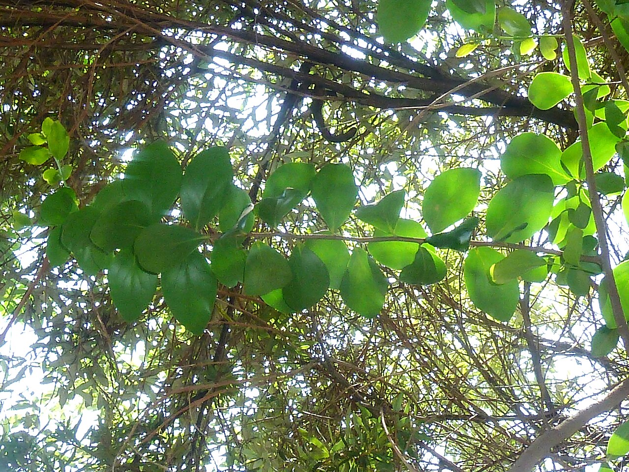 Coastal kei-apple: Foliage of a Natal apricot in the Manie van der Schijff Botanical Garden, Pretoria