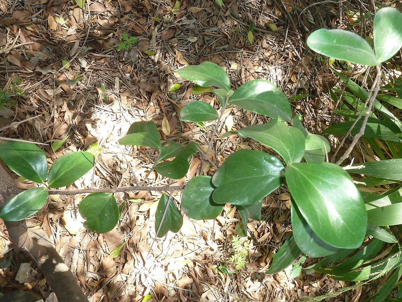 Coastal kei-apple: Foliage of a Natal apricot in the Manie van der Schijff Botanical Garden, Pretoria