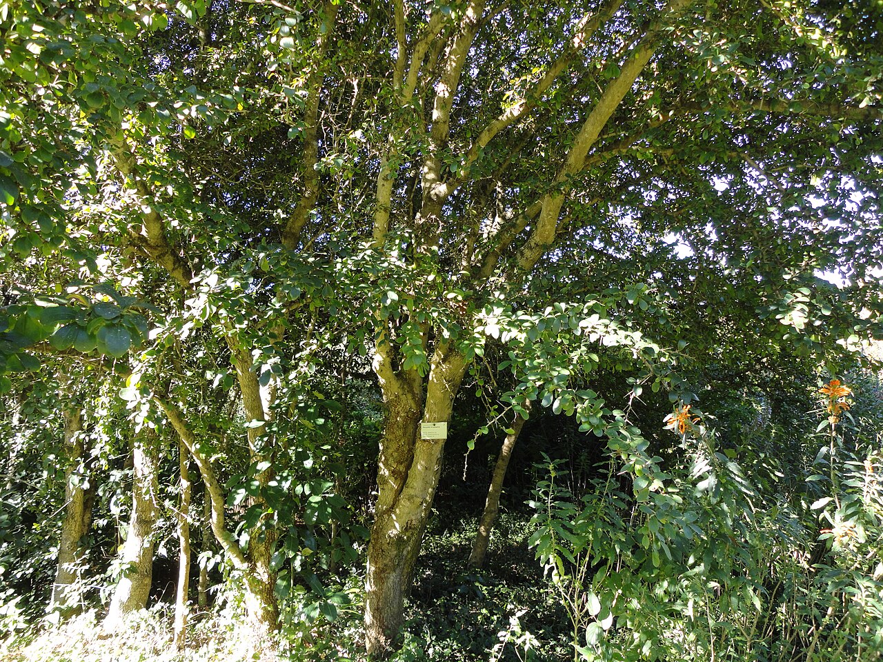 Coastal kei-apple: A Natal wild apricot in the KwaZulu-Natal National Botanical Garden , Pietermaritzburg