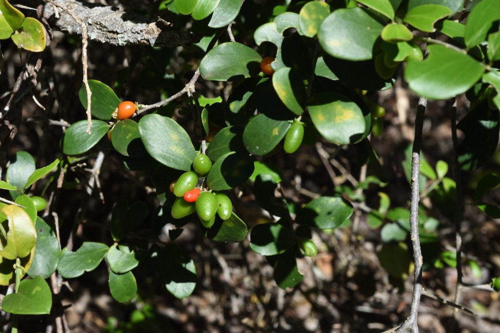Glossy sourberry (Dovyalis lucida)