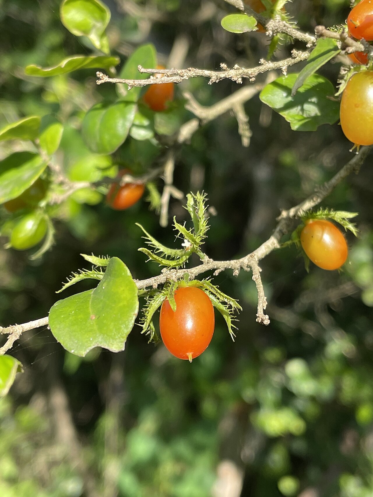 Suurbessie: Cape Cranberry