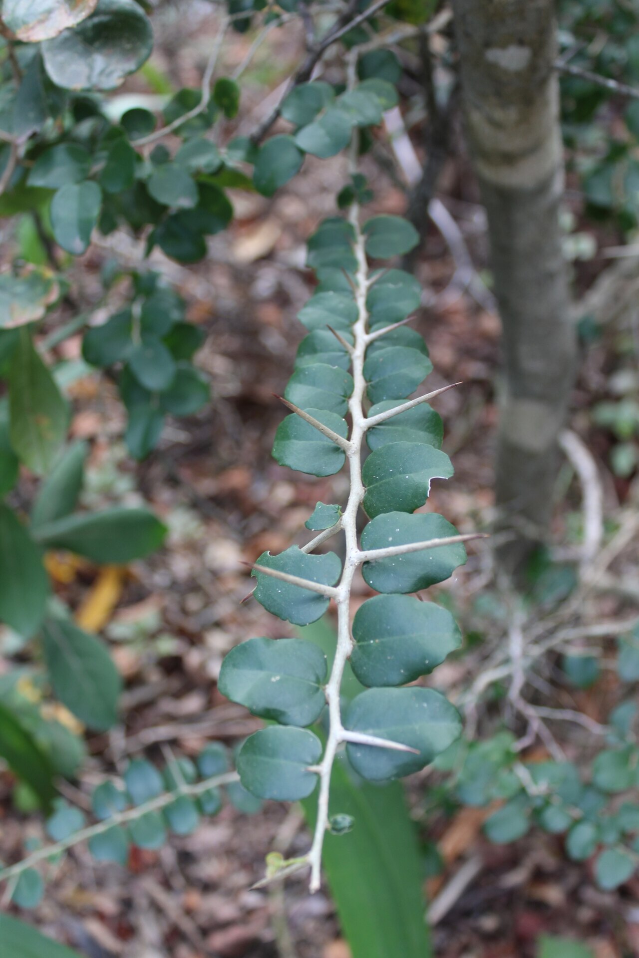 Suurbessie: Cape Cranberry