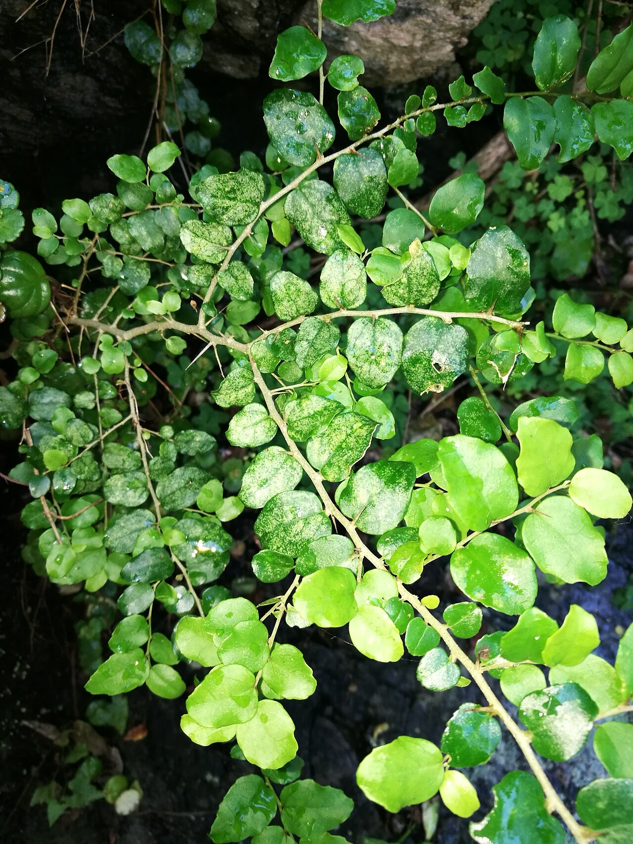 Suurbessie: Cape Cranberry