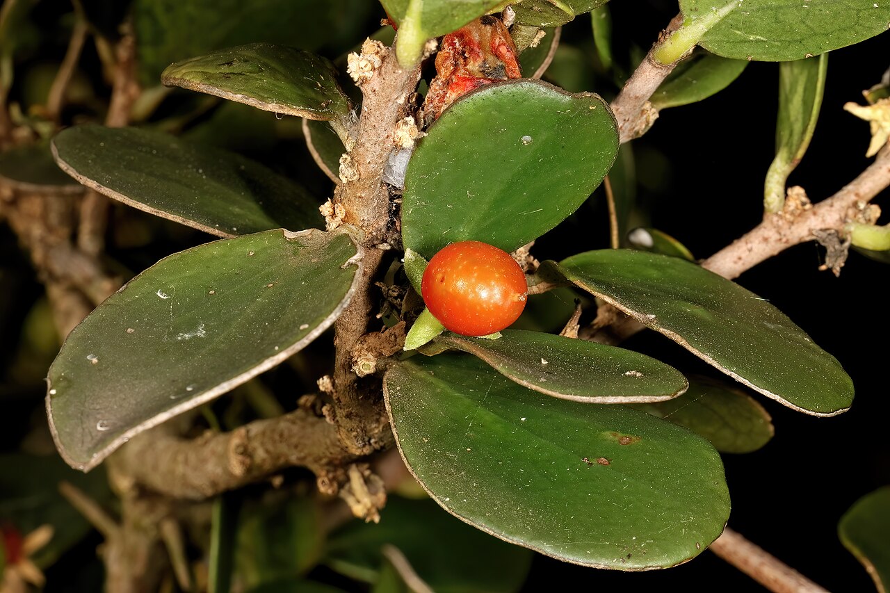 Dune sourberry: Dovyalis rotundifolia , fruit; coastal dune thicket, Boknes, Eastern Cape, South Africa