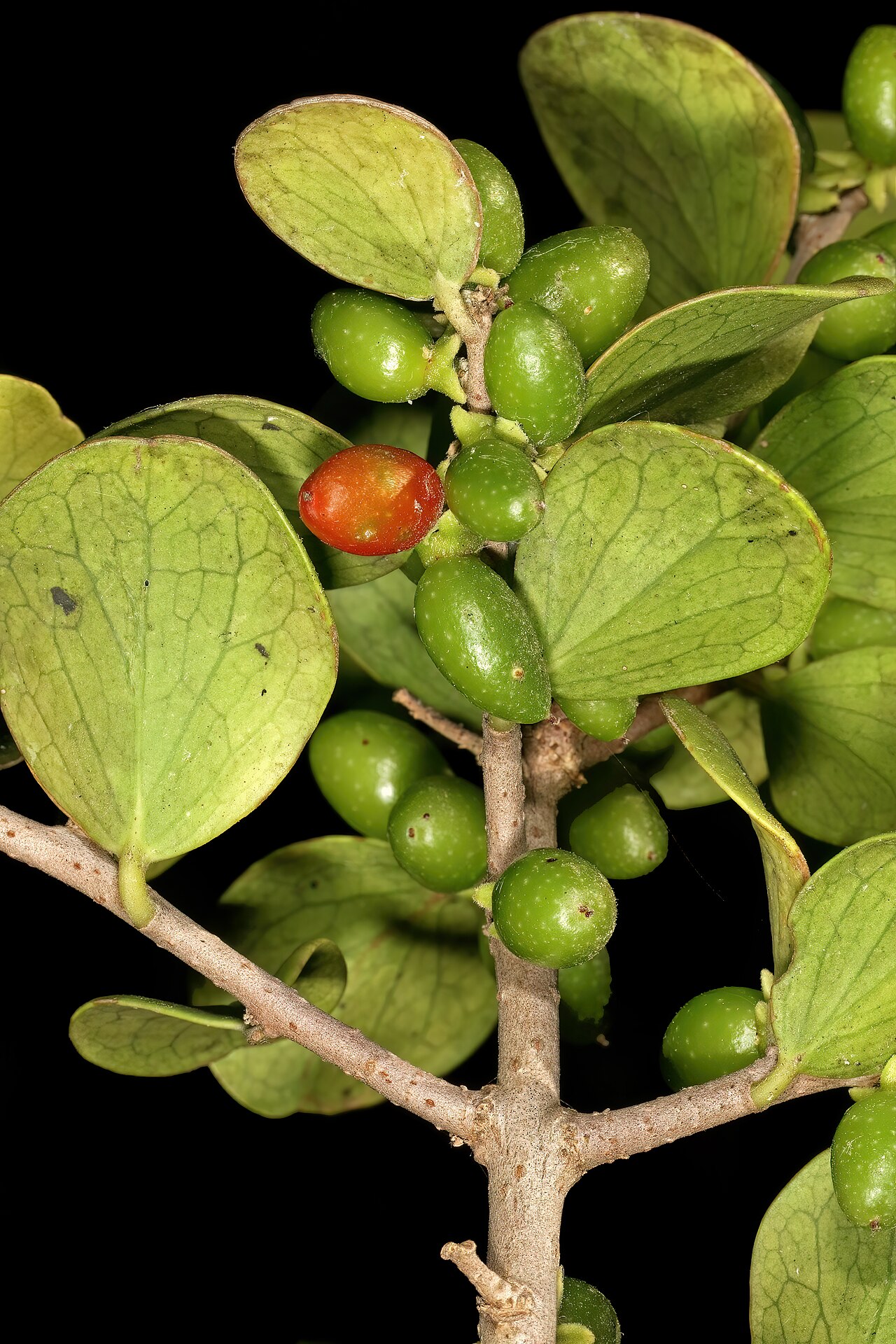 Dune sourberry: Dovyalis rotundifolia , developing fruit; coastal dune thicket, Boknes, Eastern Cape, South Africa