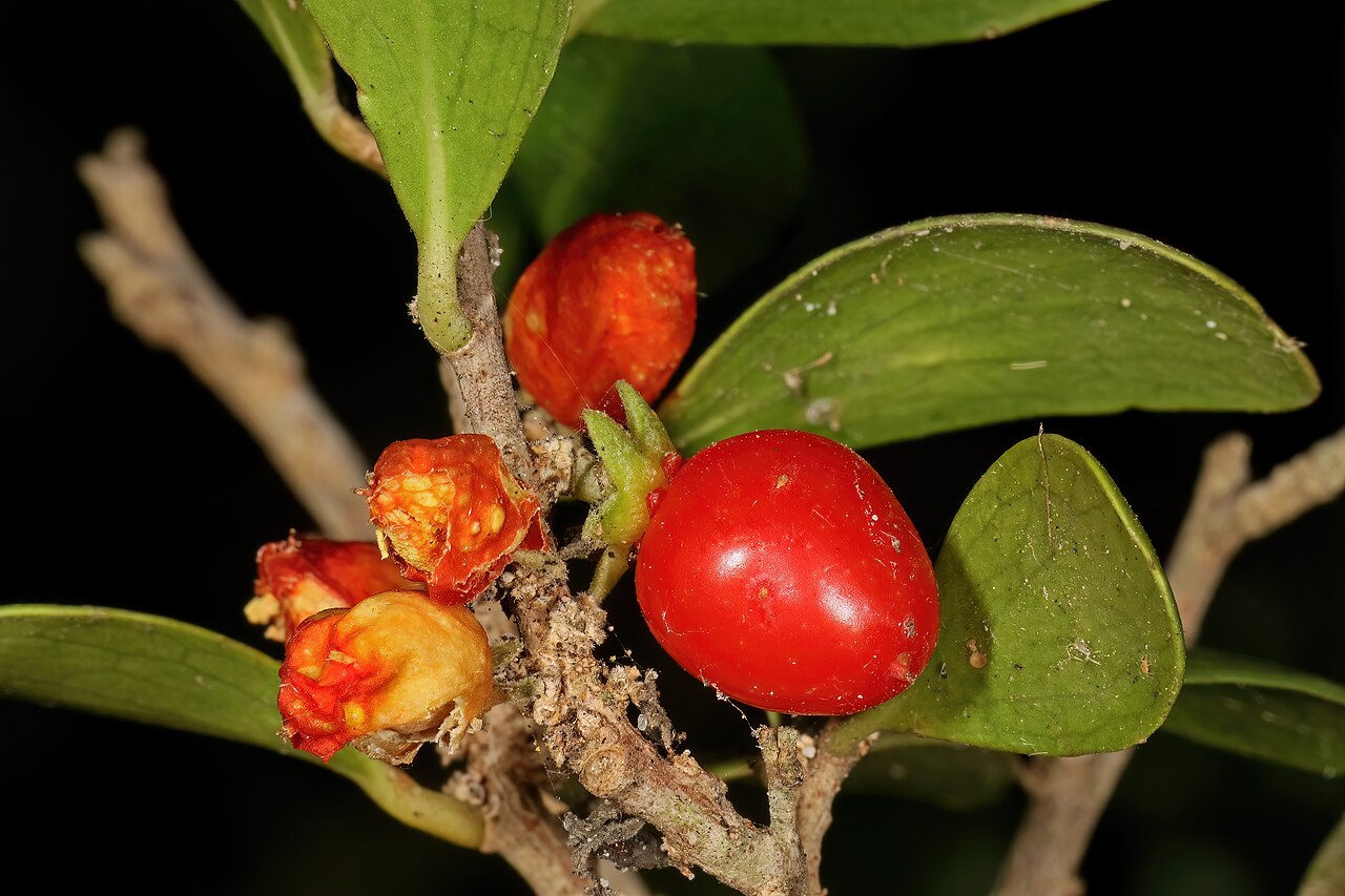 Dune sourberry: Dovyalis rotundifolia , fruit; coastal dune thicket, Hamburg, Eastern Cape, South Africa