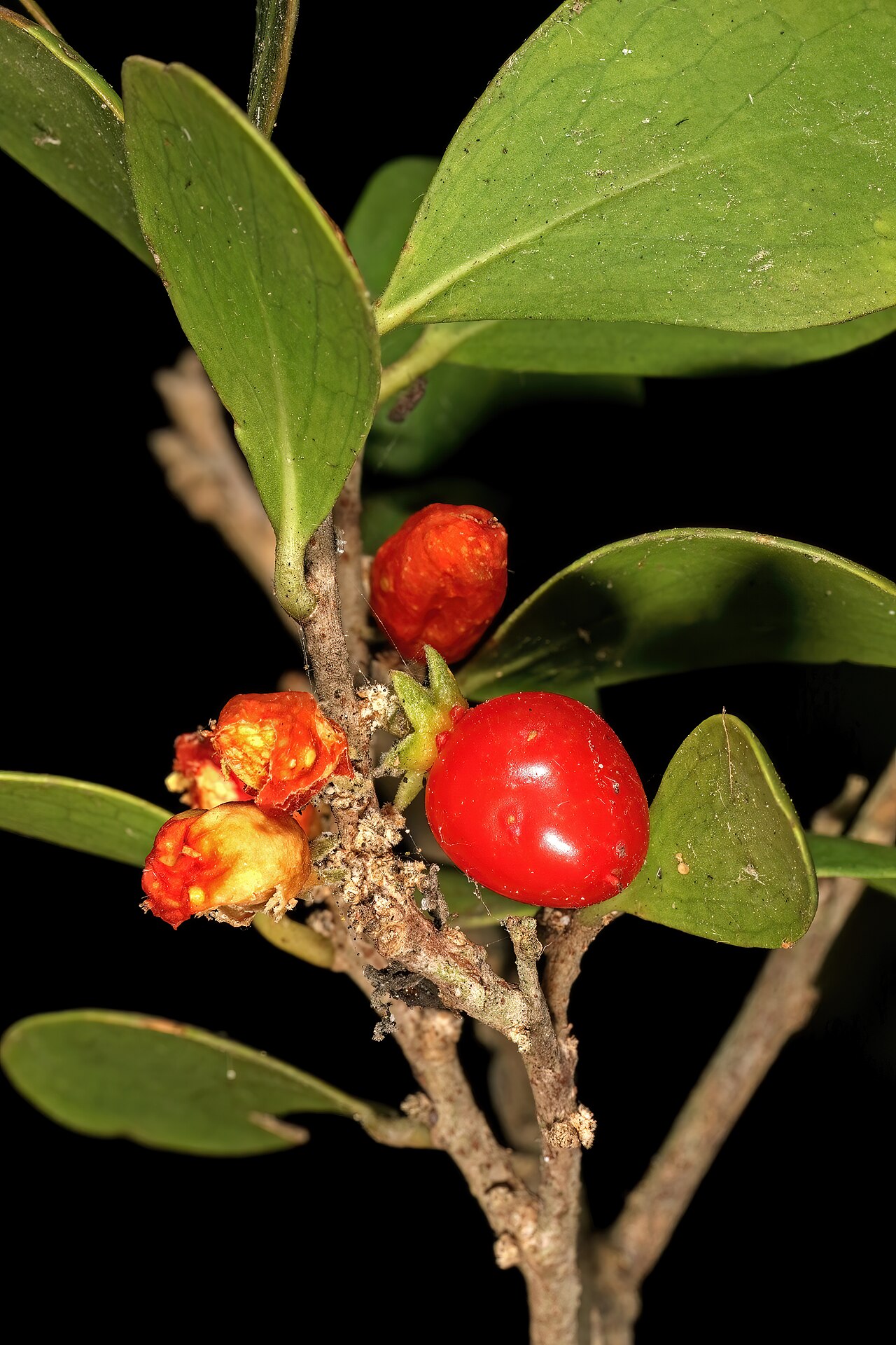 Dune sourberry: Dovyalis rotundifolia , fruit; coastal dune thicket, Hamburg, Eastern Cape, South Africa