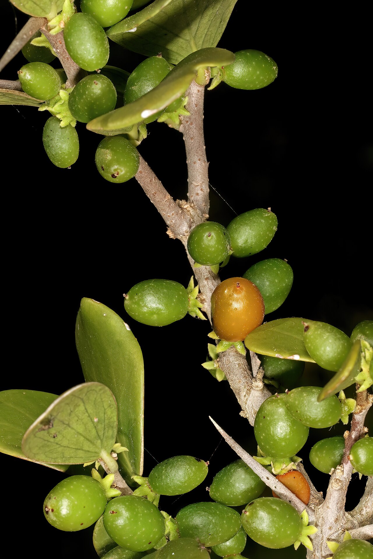 Dune sourberry: Dovyalis rotundifolia , developing fruit; coastal dune thicket, Boknes, Eastern Cape, South Africa