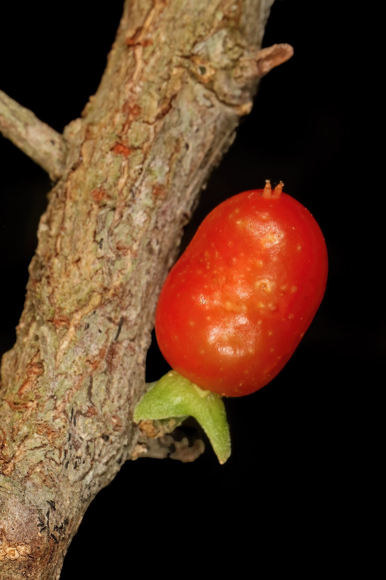 Dune sourberry: Dovyalis rotundifolia , fruit; coastal dune thicket, Boknes, Eastern Cape, South Africa