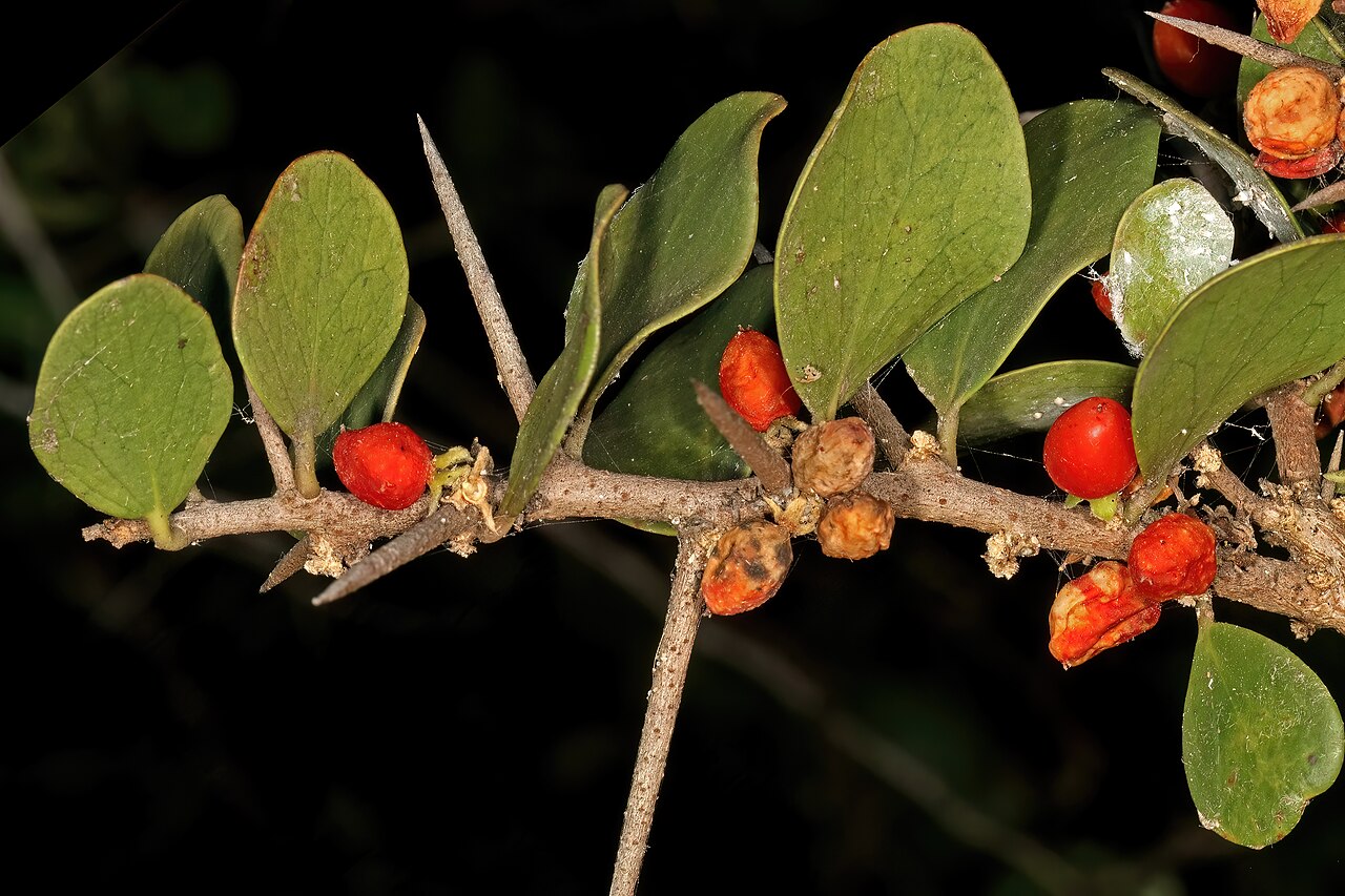 Dune sourberry: Dovyalis rotundifolia , fruit; coastal dune thicket, Hamburg, Eastern Cape, South Africa