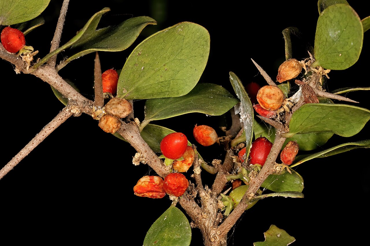 Dune sourberry: Dovyalis rotundifolia , fruit; coastal dune thicket, Hamburg, Eastern Cape, South Africa