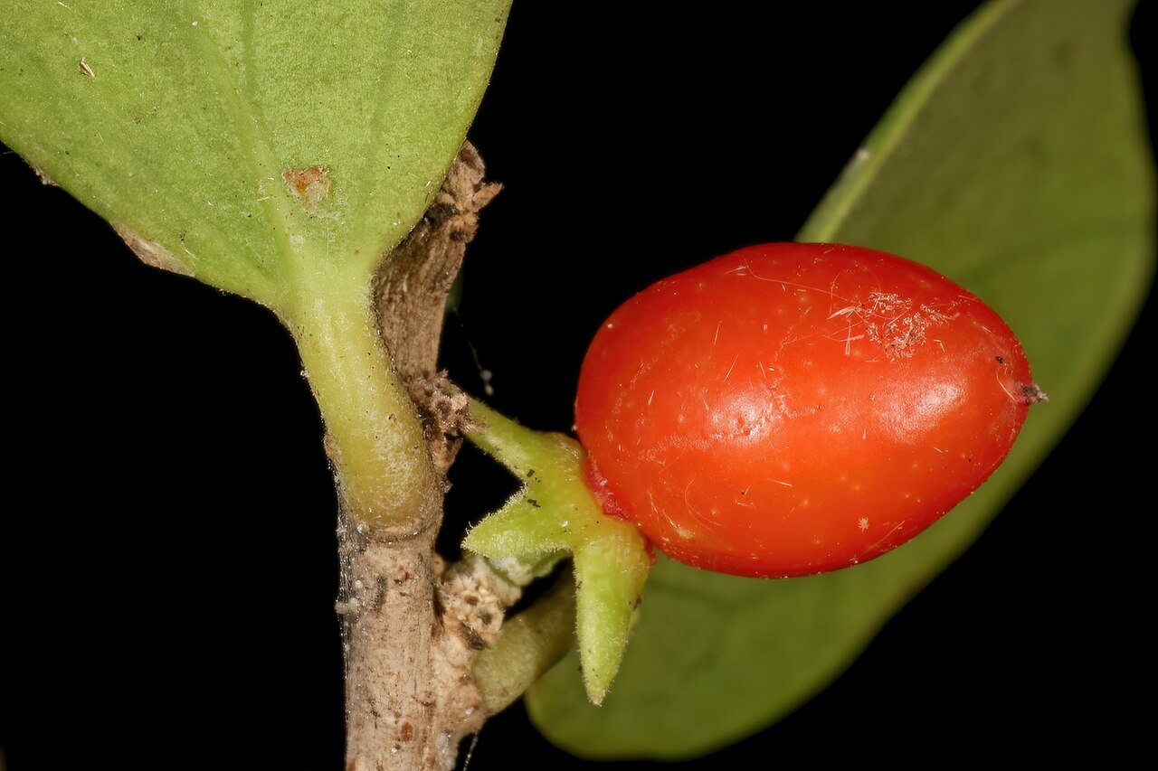 Dune sourberry: Dovyalis rotundifolia , fruit; coastal dune thicket, Hamburg, Eastern Cape, South Africa