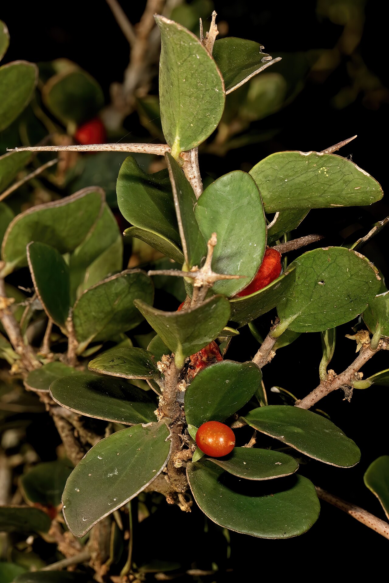Dune sourberry: Dovyalis rotundifolia , fruit; coastal dune thicket, Boknes, Eastern Cape, South Africa