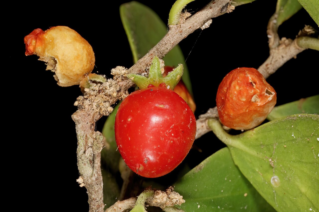 Dune sourberry: Dovyalis rotundifolia , fruit; coastal dune thicket, Hamburg, Eastern Cape, South Africa