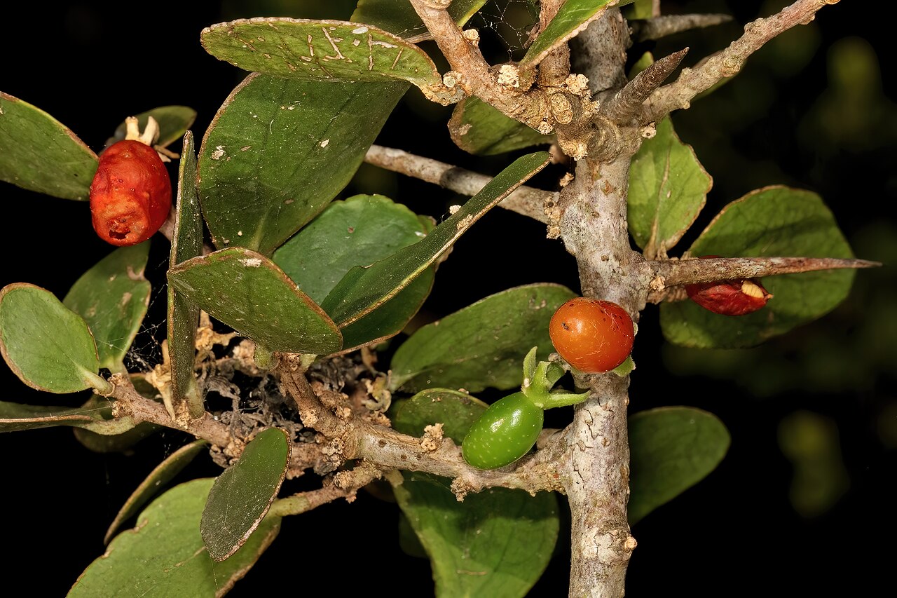 Dune sourberry: Dovyalis rotundifolia , fruit; coastal dune thicket, Boknes, Eastern Cape, South Africa