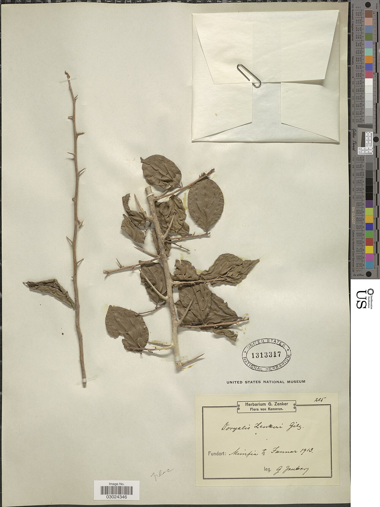 Dovyalis zenkeri: * Dovyalis zenkeri Gilg Object Details Biogeographical Region 23 - West-Central Tropical Africa Collector Georg A. Zenker Record Last Modified 8 Jan 2019 Specim