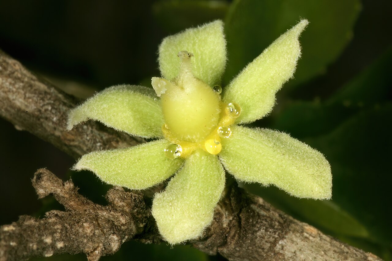 Apricot sourberry: Dovyalis zeyheri , female flower, showing nectar secretion; University of Pretoria Experimental Farm, Hillcrest, Pretoria, Gauteng, South Africa
