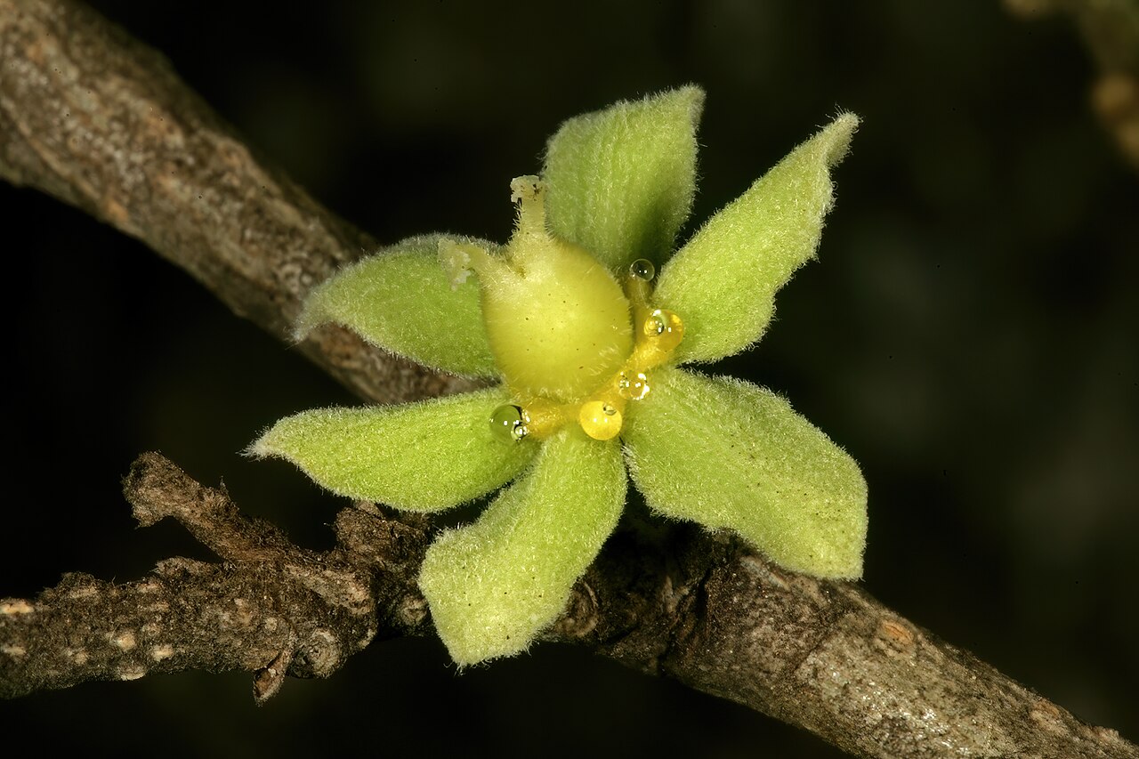 Apricot sourberry: Dovyalis zeyheri , female flower, showing nectar secretion; University of Pretoria Experimental Farm, Hillcrest, Pretoria, Gauteng, South Africa