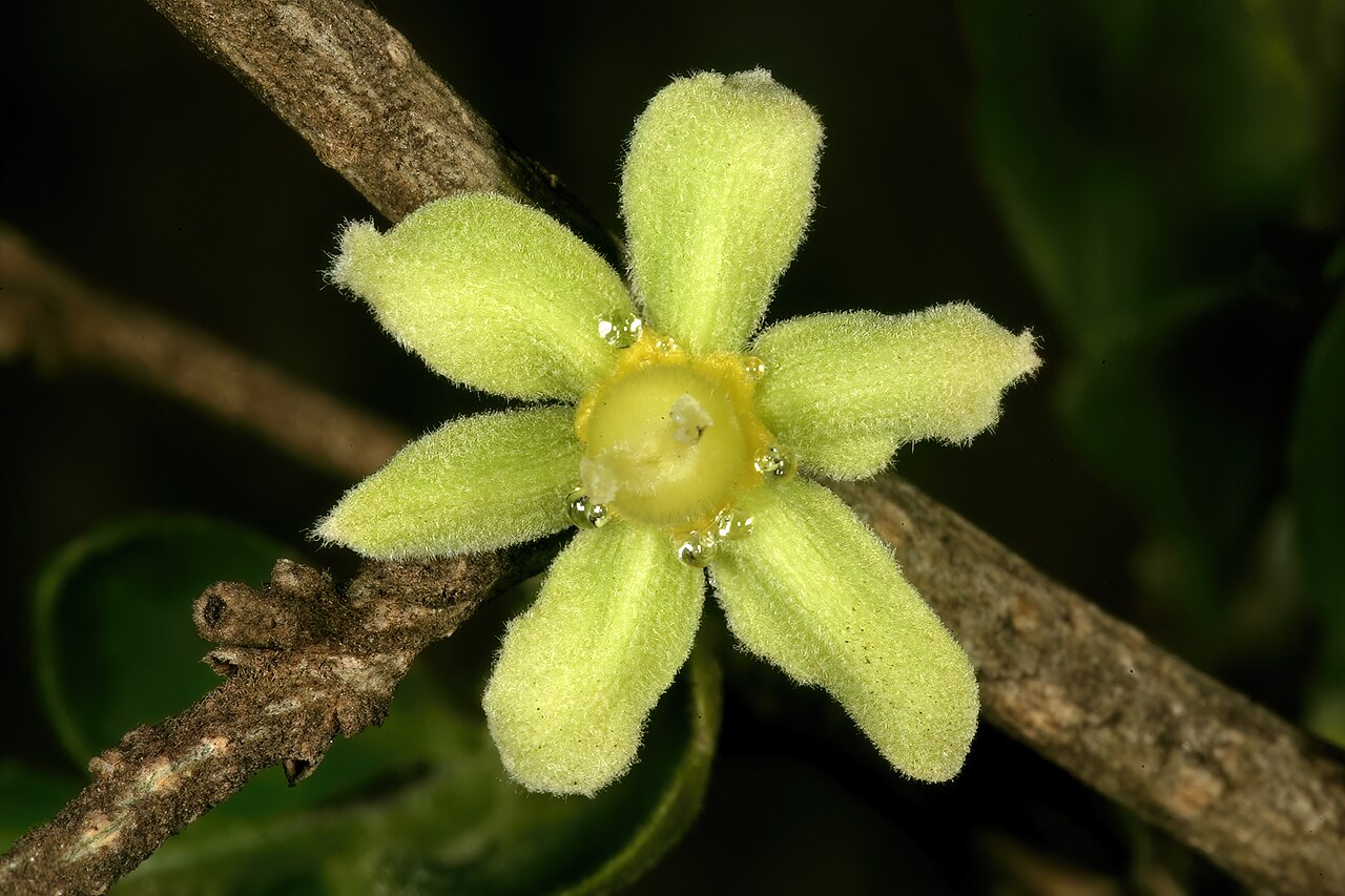 Apricot sourberry: Dovyalis zeyheri , female flower, showing nectar secretion; University of Pretoria Experimental Farm, Hillcrest, Pretoria, Gauteng, South Africa