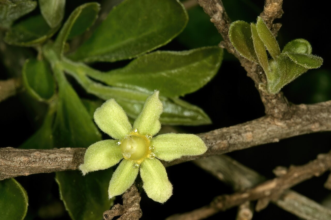 Apricot sourberry: Dovyalis zeyheri , female flower, showing nectar secretion; University of Pretoria Experimental Farm, Hillcrest, Pretoria, Gauteng, South Africa