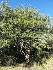 Apricot sourberry (Dovyalis zeyheri)