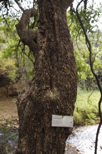 Apricot sourberry (Dovyalis zeyheri)