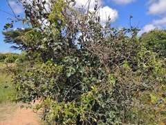 Apricot sourberry (Dovyalis zeyheri)