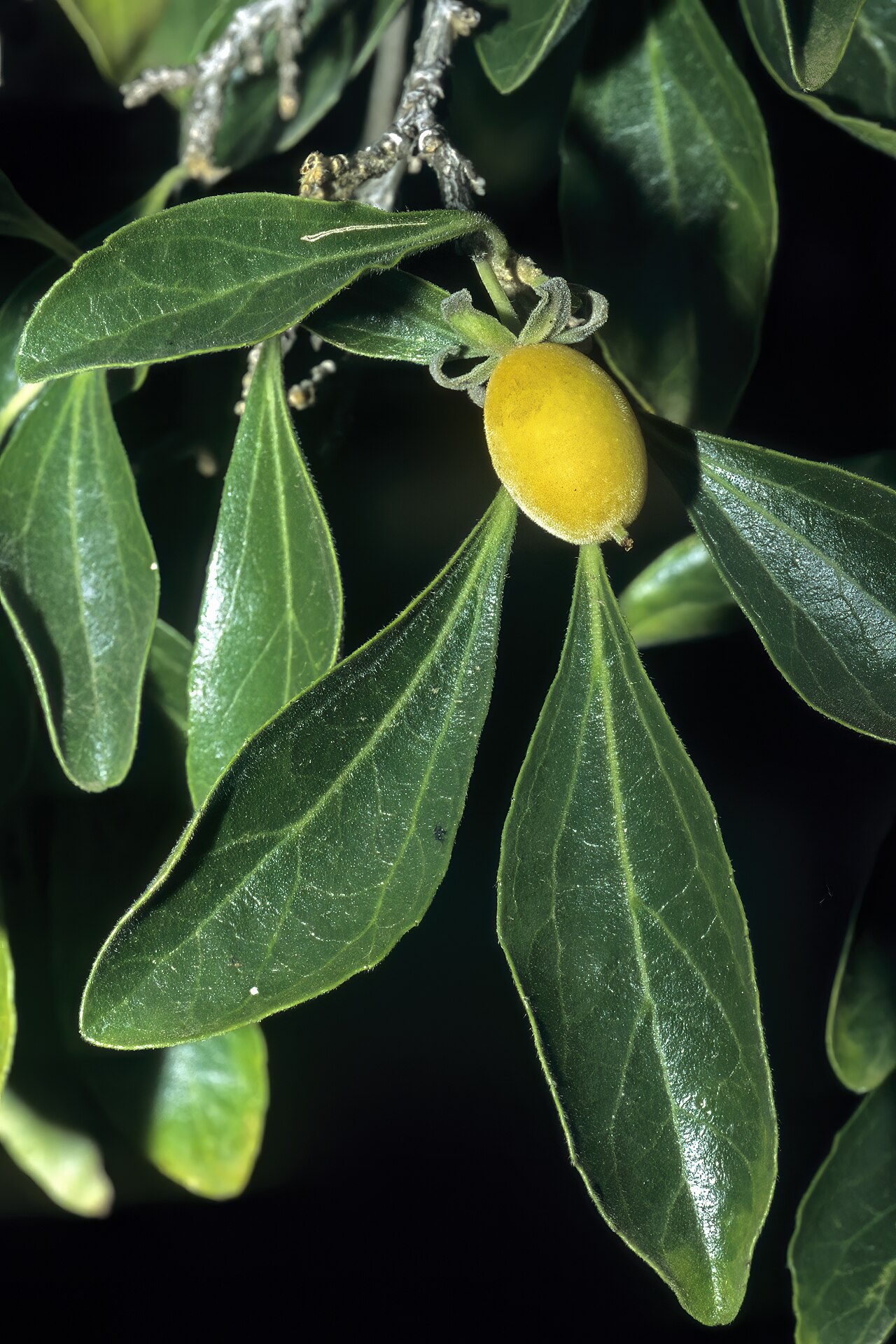 Apricot sourberry: Dovyalis zeyheri , fruit; University of Pretoria Experimental Farm, Hillcrest, Pretoria, Gauteng, South Africa