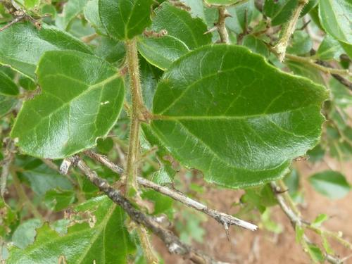 Apricot sourberry (Dovyalis zeyheri)