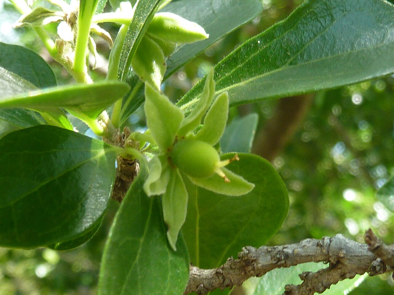 Apricot sourberry: Young, green fruit of a Wild apricot at Seringveld near Pretoria, South Africa. Note the large calyx which enveloped the numerous stamens and remnants of two st