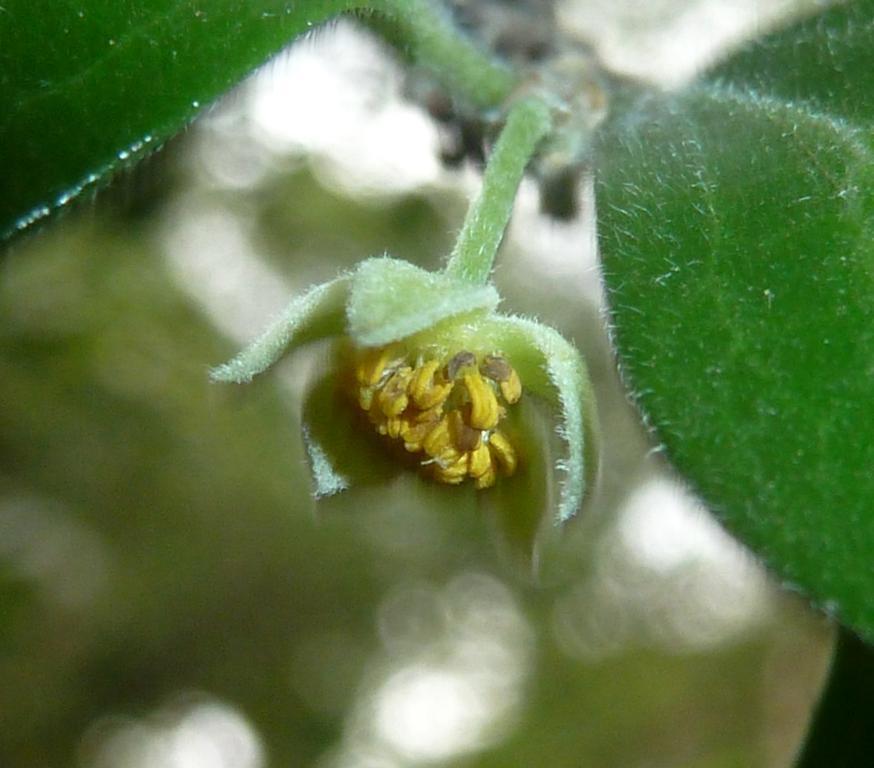Apricot sourberry (Dovyalis zeyheri)
