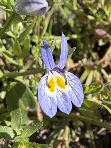 Bach's calicoflower (Downingia bacigalupii)