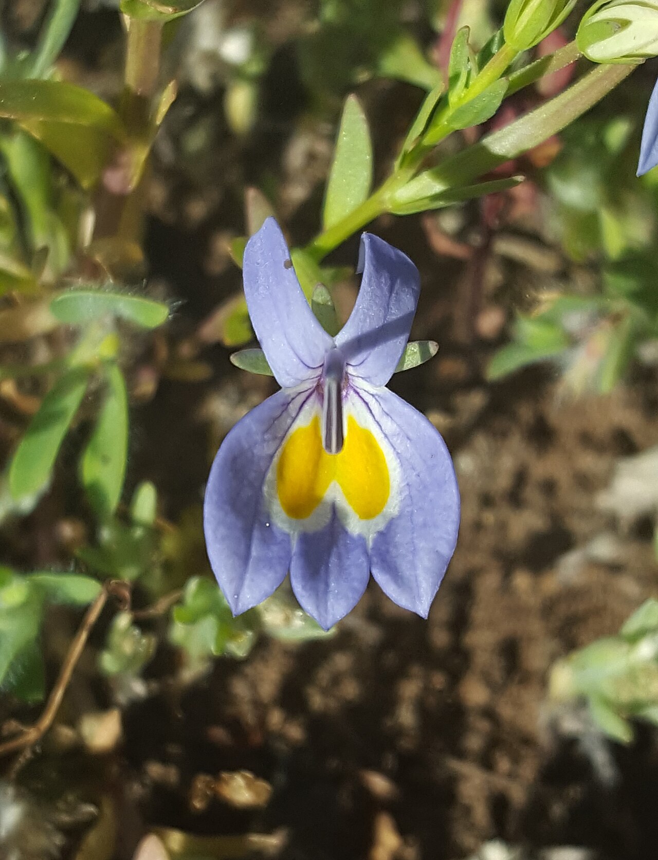 Bach's calicoflower: Bach's calicoflower ( Downingia bacigalupii ) in the United States