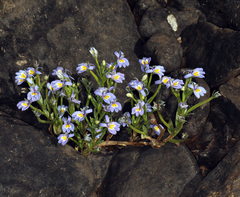 Bach's calicoflower (Downingia bacigalupii)