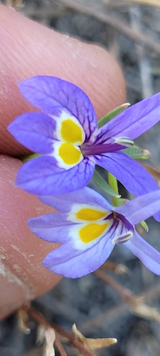 Bach's calicoflower (Downingia bacigalupii)