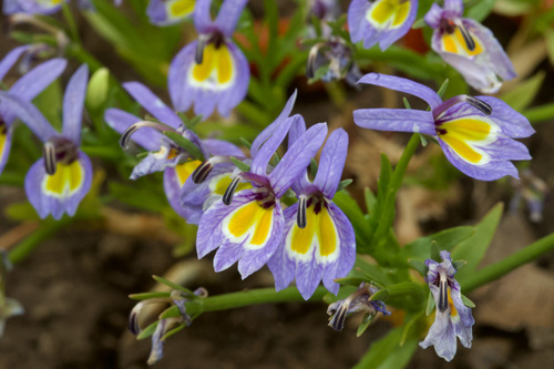 Bach's calicoflower (Downingia bacigalupii)