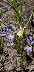 Bach's calicoflower (Downingia bacigalupii)