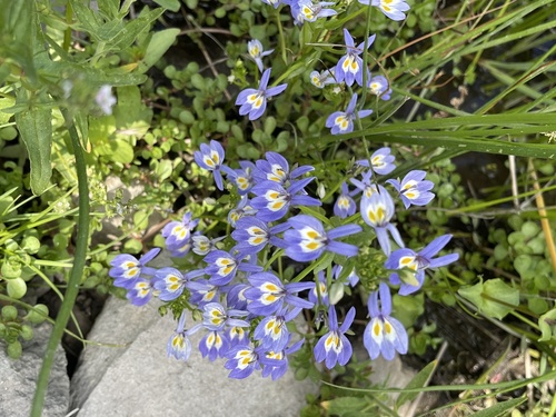 Bach's calicoflower (Downingia bacigalupii)