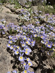 Bach's calicoflower (Downingia bacigalupii)