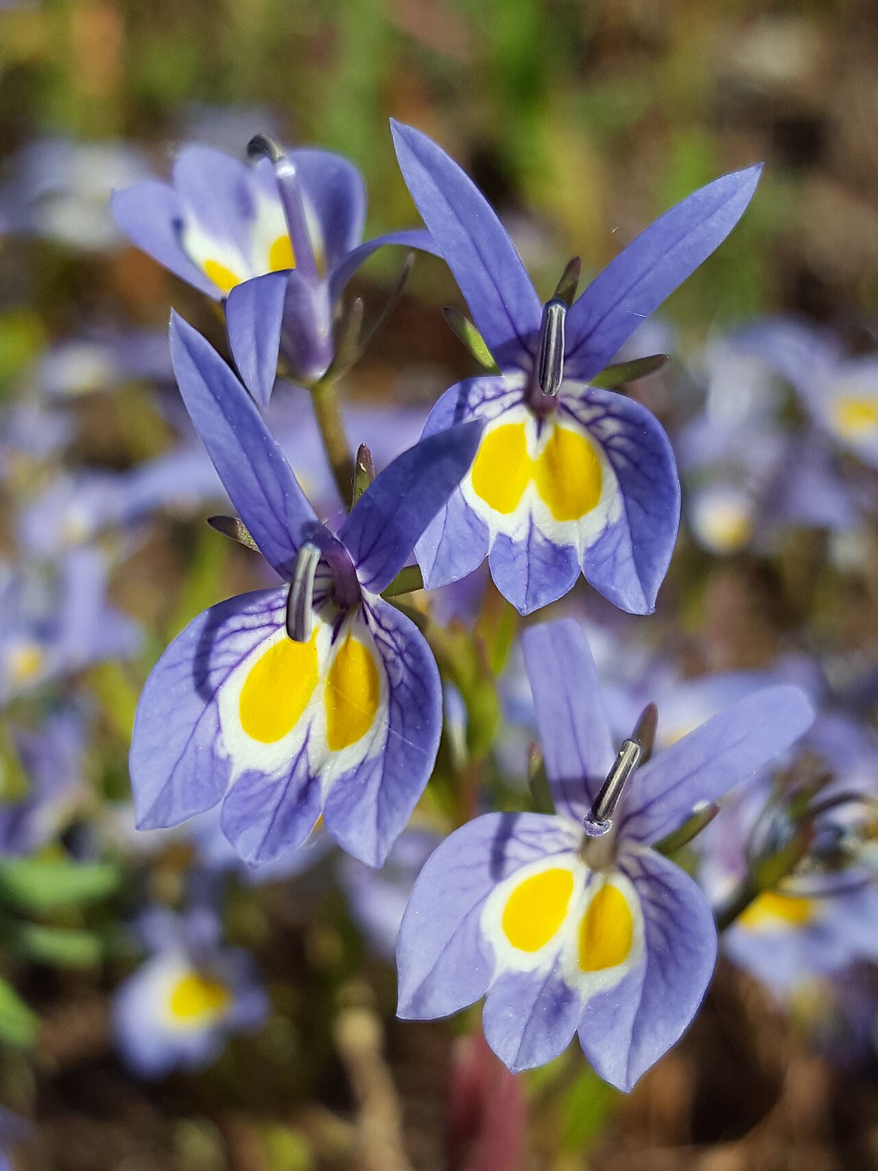 Bach's calicoflower: Bach's calicoflower ( Downingia bacigalupii ) in the United States