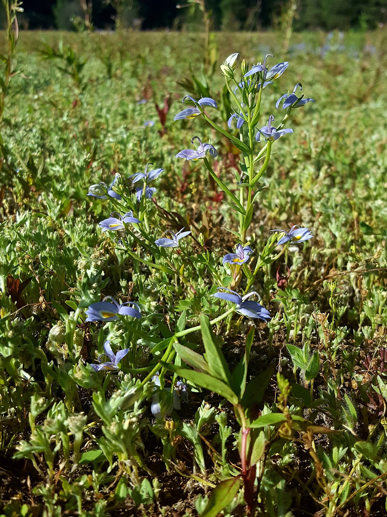 Bach's calicoflower: Bach's calicoflower ( Downingia bacigalupii ) in the United States