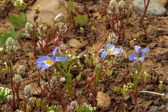 Bach's calicoflower (Downingia bacigalupii)